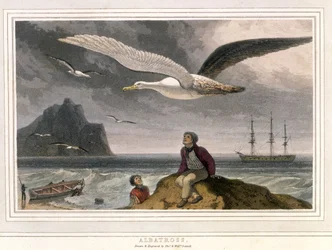 Albatros, veröffentlicht in London 1810